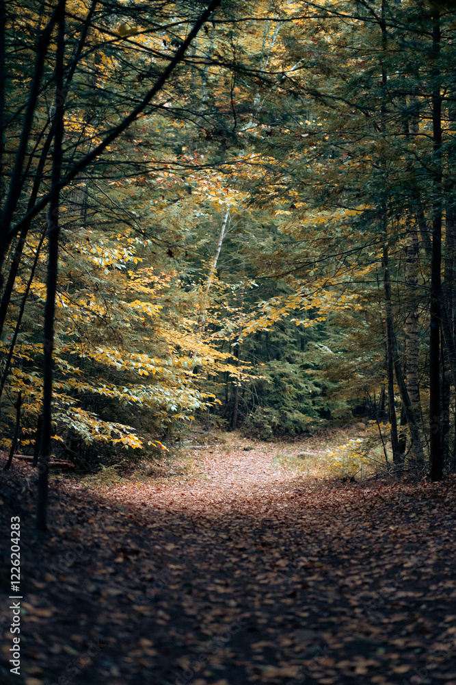 Fototapeta premium autumn forest in the morning