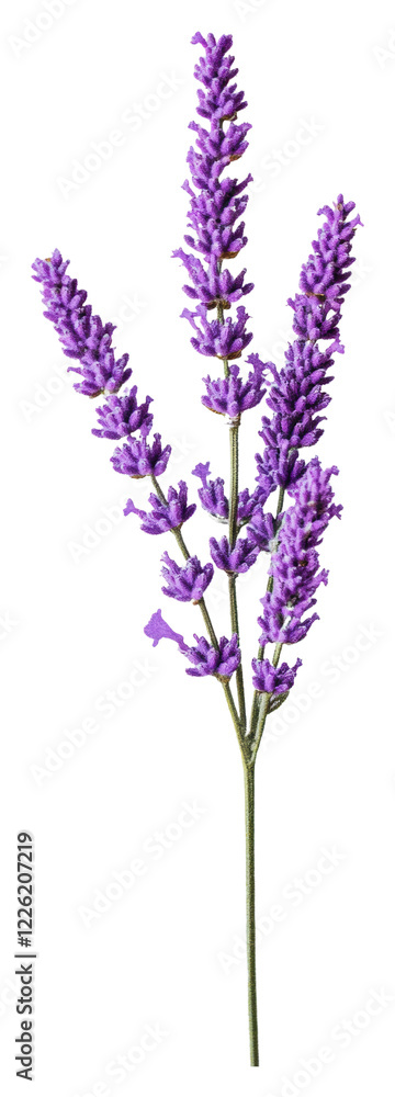 Fototapeta premium Beautiful lavender stems in vibrant purple hue isolated on transparent background