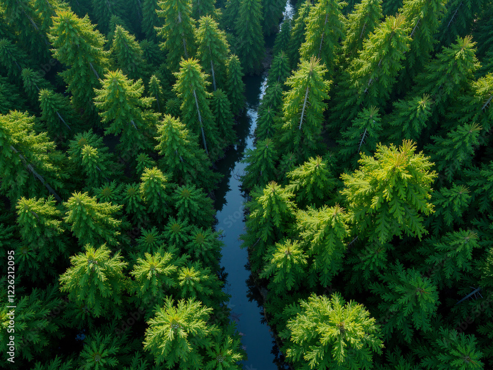 Aerial view of a dense green pine forest with a narrow reflective river running through the trees. Aerial view of a dense green pine forest with a narrow reflective river running through the trees.