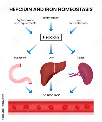 Systemic Control of Hepcidin and Iron Homeostatis photo