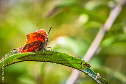 Orange butterfly with big eyes, on green leaf, Anaea aidea, Tropical Leafwing, in sierra of guadalupe, state of mexico photo