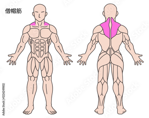 僧帽筋、人体の筋肉図