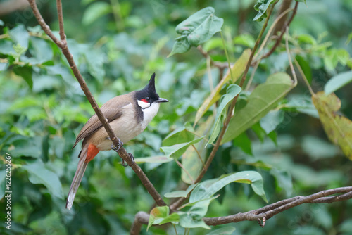 Tableau sur toile red-whiskered bulbul (Pycnonotus jocosus) in Tsing Yi, Hong Kong at sunny day