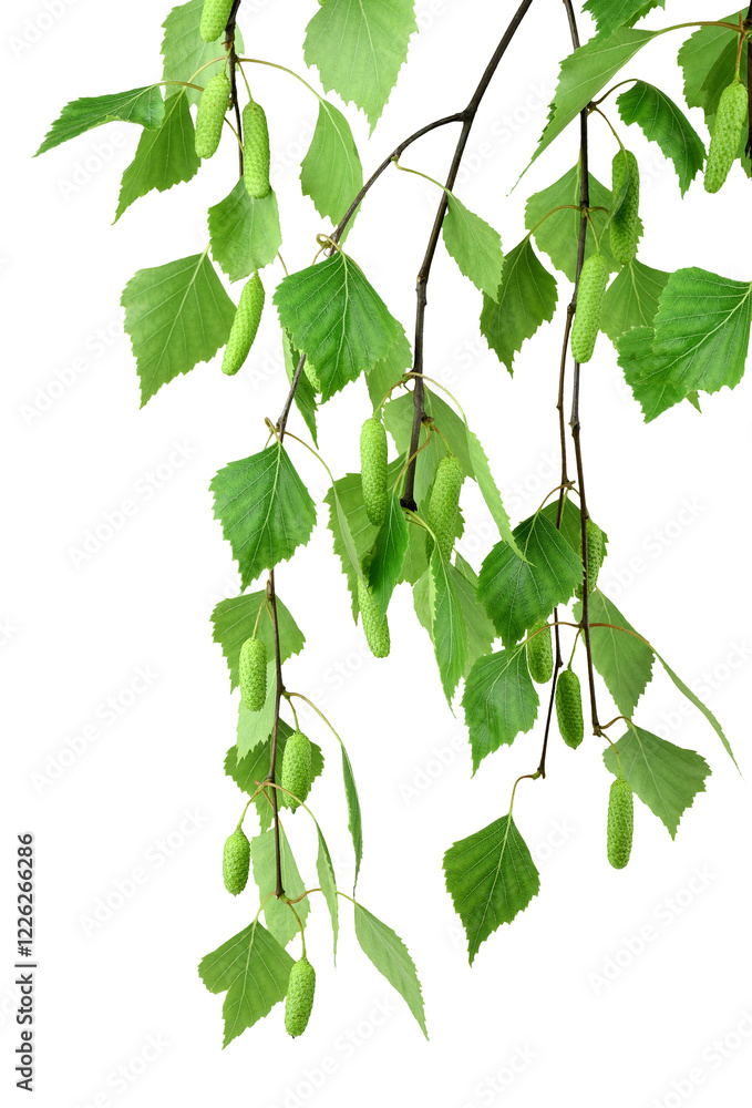 Φωτογραφία young branch of birch with buds and leaves , isolated on transparent, png
