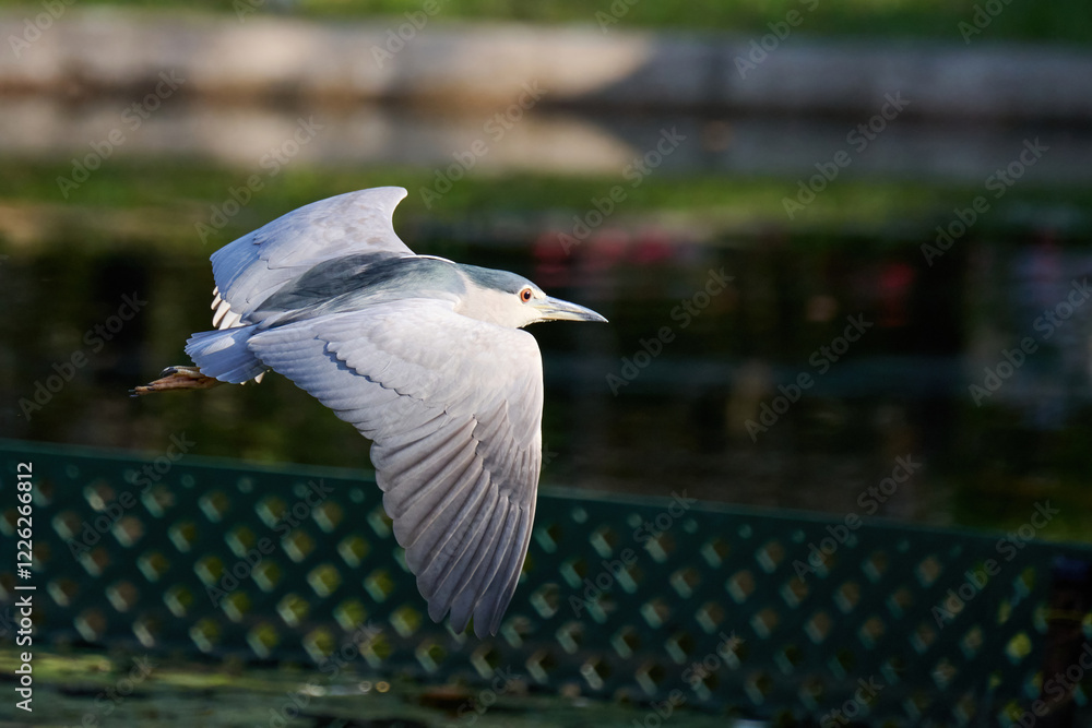 Obraz premium black-crowned night heron (Nycticorax nycticorax) in Tsing Yi, Hong Kong at sunny day