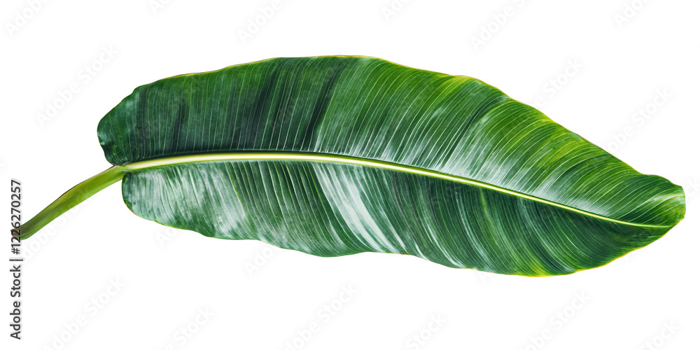 Fototapeta premium Fresh green banana leaf isolated on transparent background.
