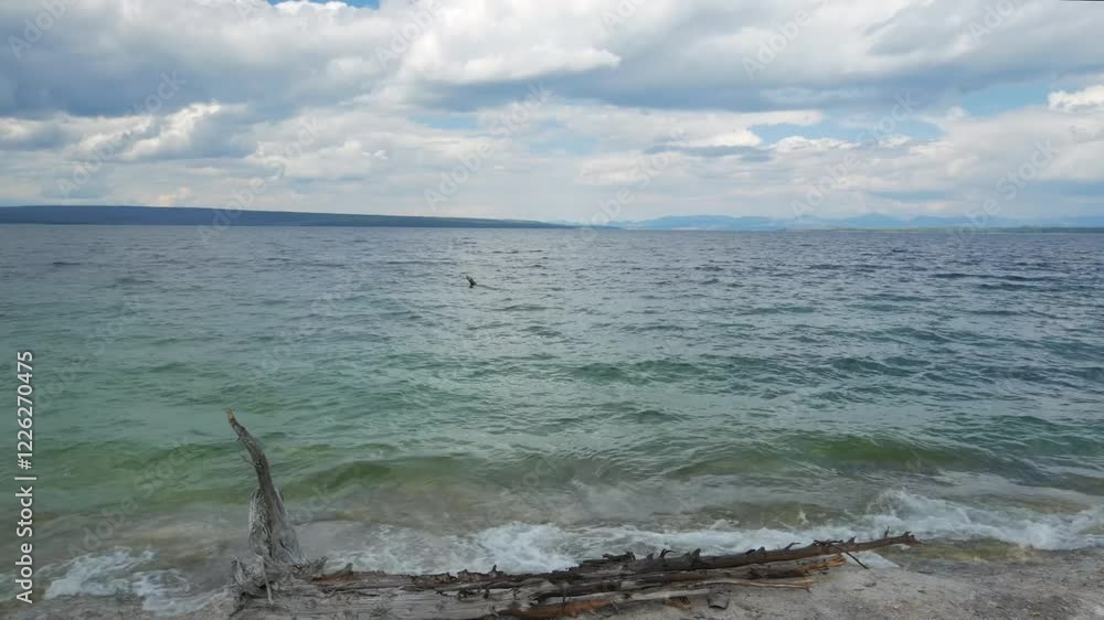 Yellowstone Lake is the largest body of water in Yellowstone National Park. The lake is 7,732 feet above sea level and covers 136 square miles with 110 miles of shoreline. Yellowstone Lake is the largest body of water in Yellowstone National Park. The lake is 7,732 feet above sea level and covers 136 square miles with 110 miles of shoreline.