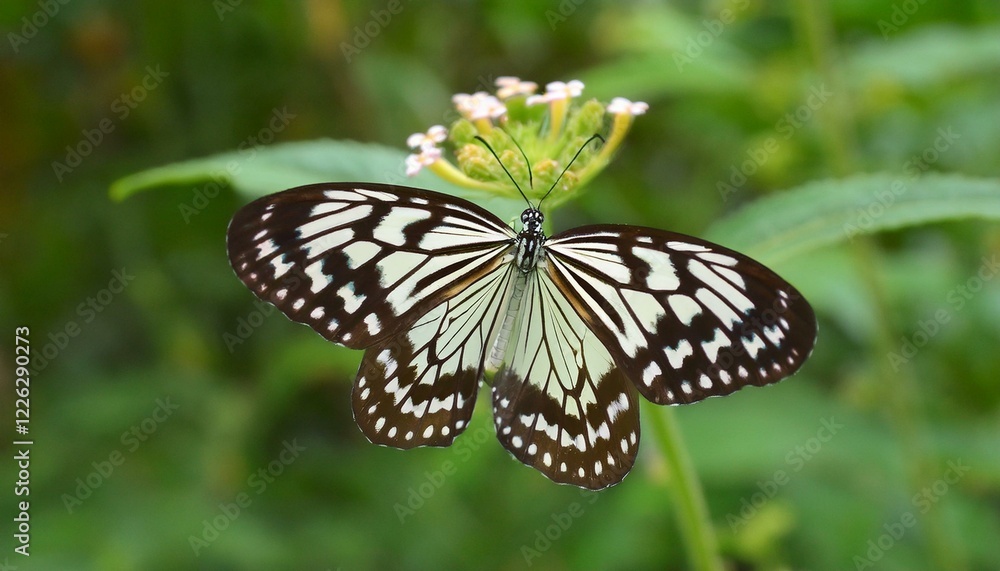 Striking black and white butterfly perched on a delicate flower. Striking black and white butterfly perched on a delicate flower.