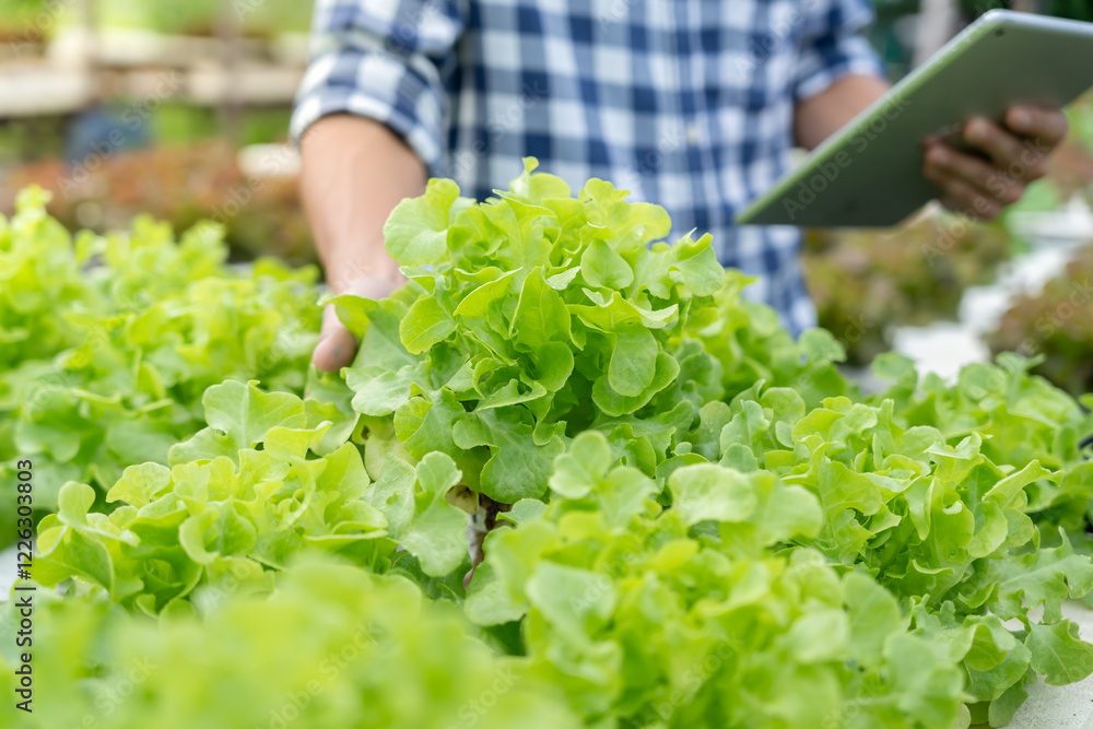Organic farming, salad farm. Farmers recheck quality record on application on tablet. Hydroponics vegetable grow naturally. greenhouse garden, Ecological Biological, Healthy, Vegetarian, ecology Organic farming, salad farm. Farmers recheck quality record on application on tablet. Hydroponics vegetable grow naturally. greenhouse garden, Ecological Biological, Healthy, Vegetarian, ecology