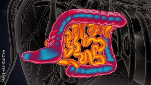 Fotografía cow digestive system lungs and large intestine system anatomy