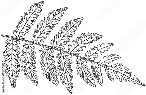 illustration of fern frond