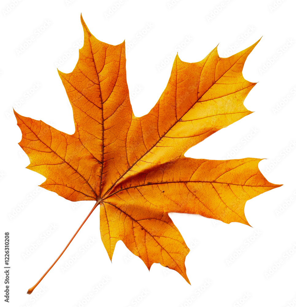 Fototapeta premium Bright autumn leaf on white background isolated on transparent background