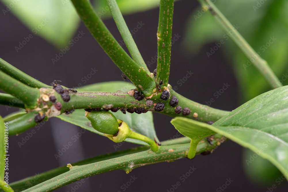 Sap sucking Scale insects attack a Lemon Tree Sap sucking Scale insects attack a Lemon Tree