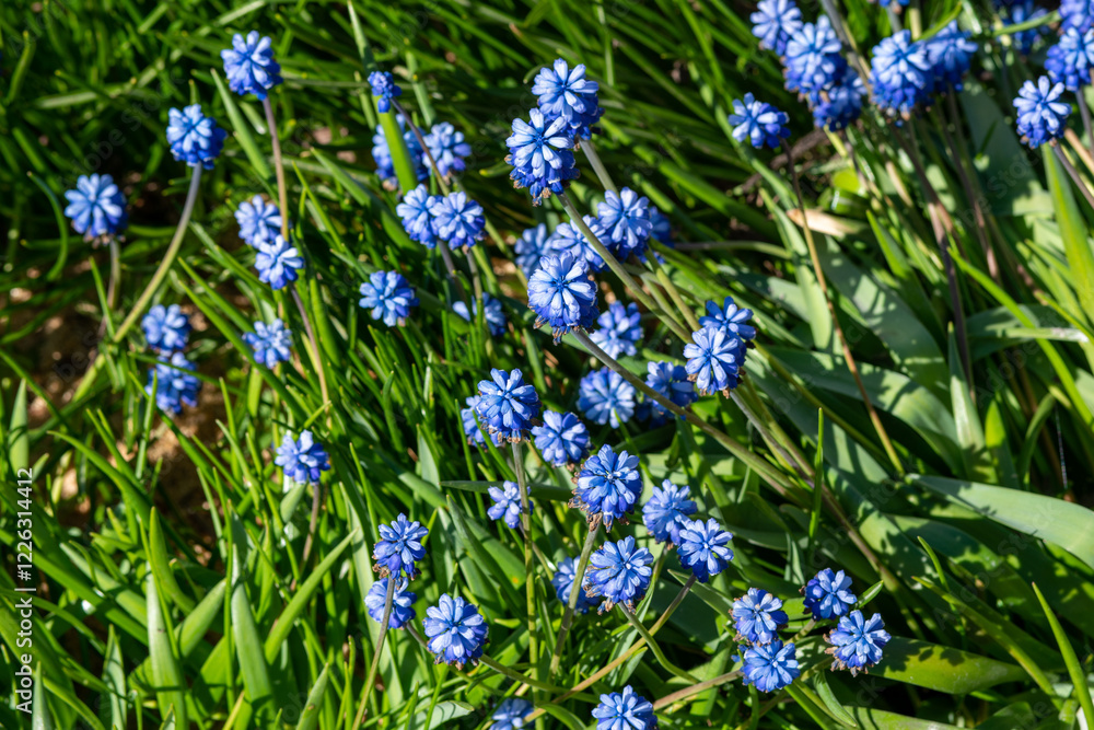 The blue flowers forget-me-not plant. The blue flowers forget-me-not plant.