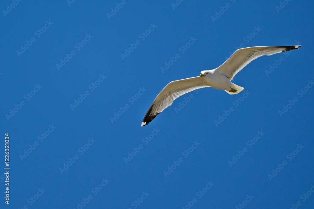 Mittelmeermöwe // Yellow-legged gull (Larus michahellis) - Griechenland Mittelmeermöwe // Yellow-legged gull (Larus michahellis) - Griechenland