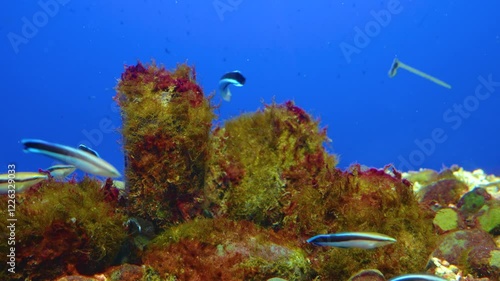 Bluestreak cleaner wrasse, Labroides dimidiatus a flock of population lives in an aquarium. photo