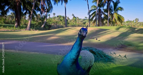 Peacock bird with fanned open tail, colorful peacock feathers eyes pattern walking on tropical golf course
