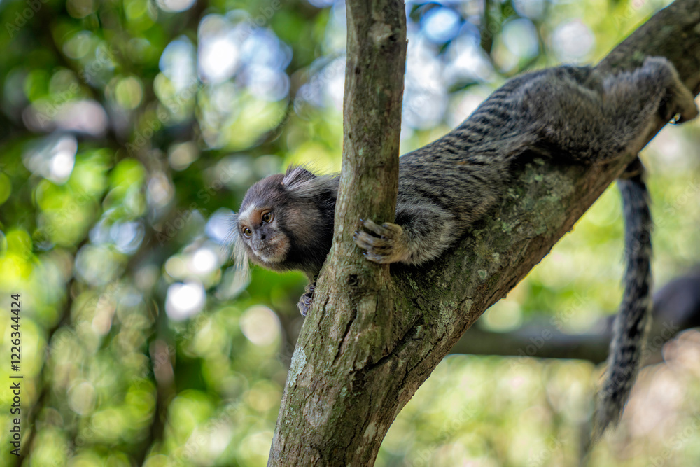 Fototapeta premium Black capuchin monkey climbing a tree in the Tijuca forest, Rio de Janeiro
