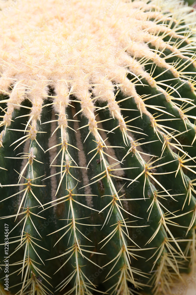 botanical close up background of big cactus botanical close up background of big cactus