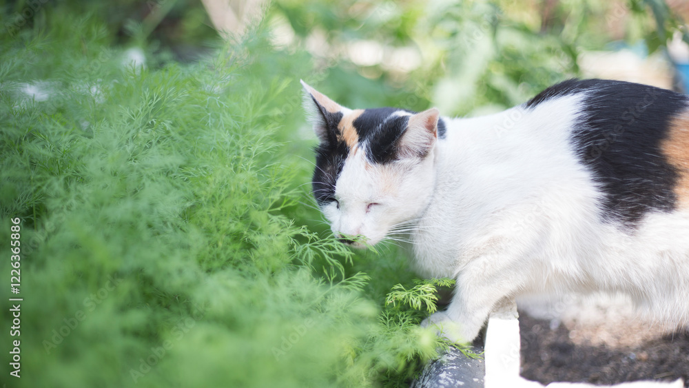 Cute Thai cat lying on the ground in the garden. Cute Thai cat lying on the ground in the garden.