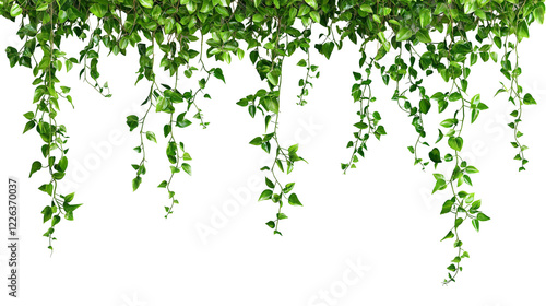 green leaves isolated on transparent white background, clipping path