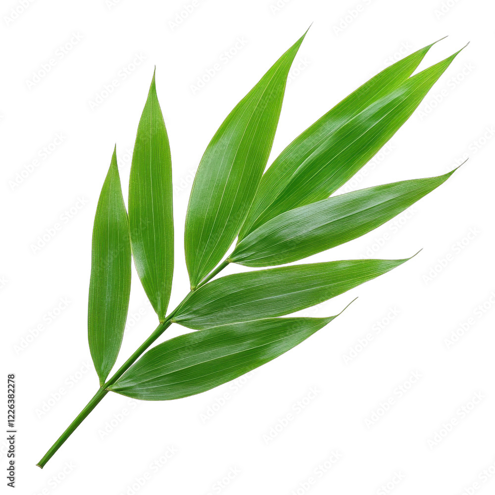Vibrant green leaf with elegant structure. transparent background Vibrant green leaf with elegant structure. transparent background