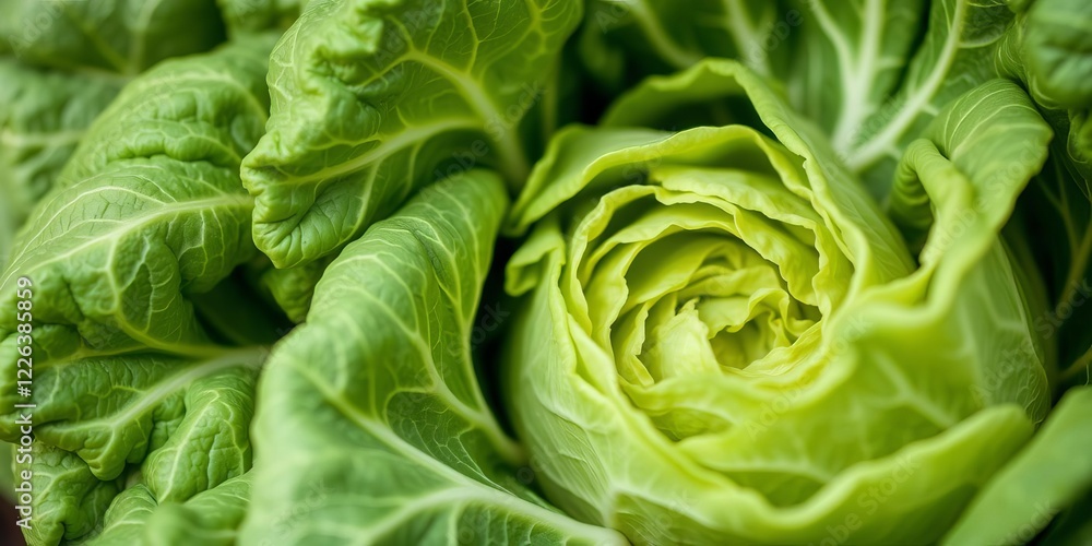 Close up shot of napa cabbage leaves showing intricate texture patterns, food, farm, organic Close up shot of napa cabbage leaves showing intricate texture patterns, food, farm, organic