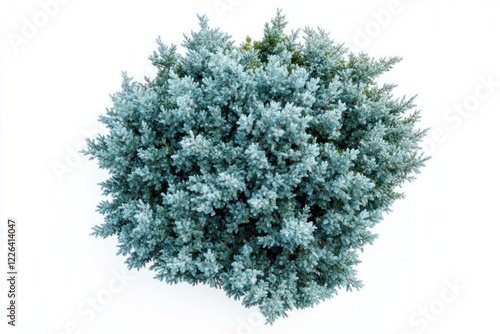 Blue juniper bush, aerial view, white background, landscaping photo