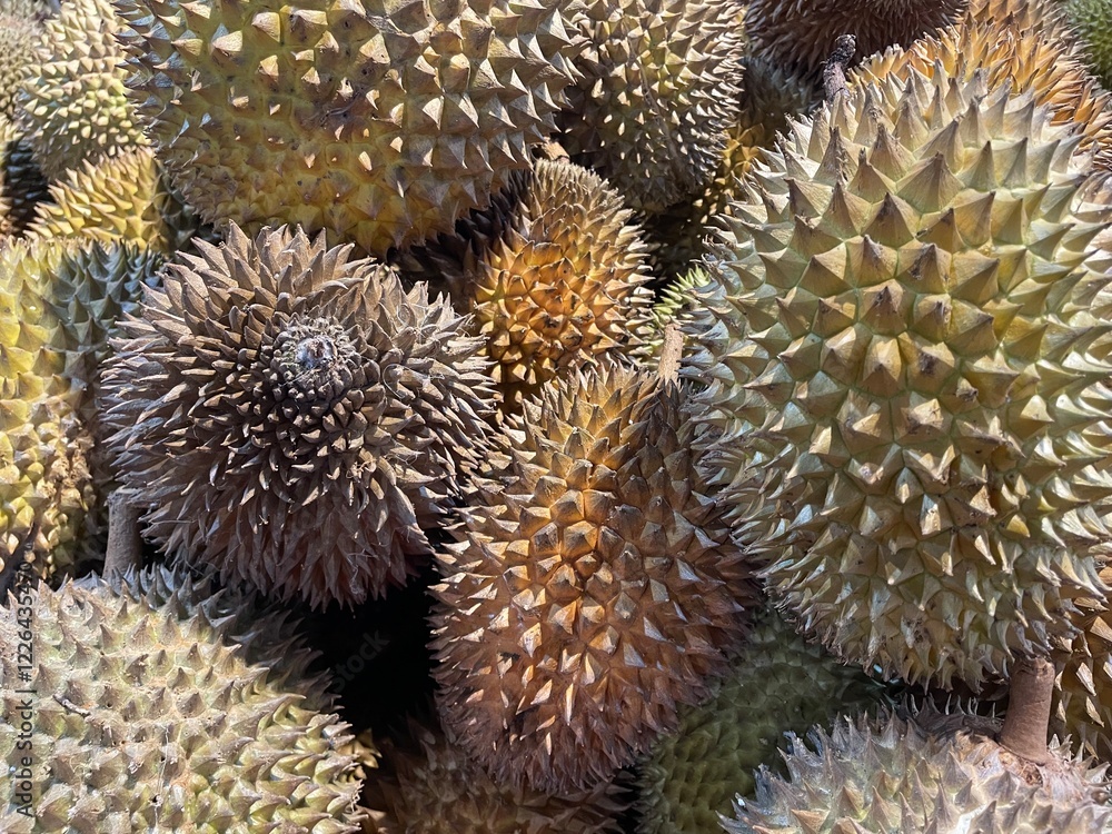 Obraz premium Durian fruit or durio for sale to customers in the basket. Durian market in Indonesia. Selective focus Lai durian Durio kutejensis is ripe, ready to eat.