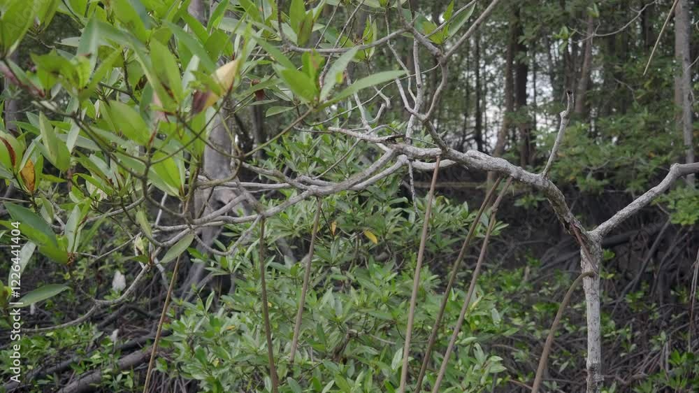 Mangrove forests are an indicator of coastal ecosystems. Mangrove forests are an indicator of coastal ecosystems.