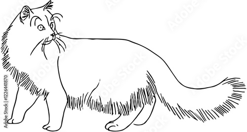 illustration of silky fluffy cat