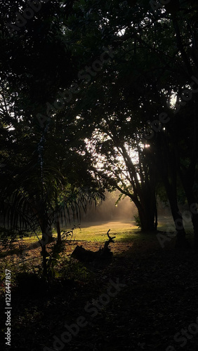 Golden Light Through the Trees photo