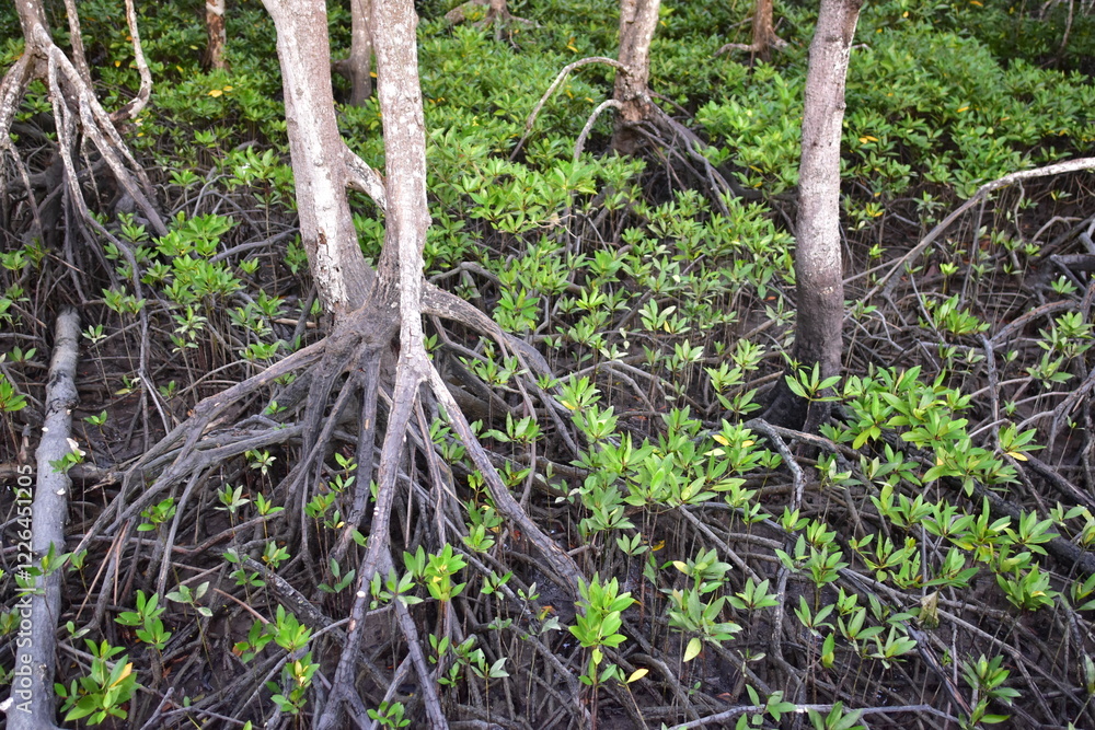 Obraz premium mangrove, Mangrove forest, wild mangrove forest, Mangrove forests are ecosystems