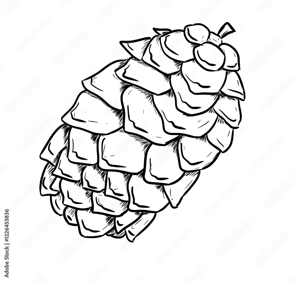 pine nut digital illustration drawing isolated pine nut digital illustration drawing isolated