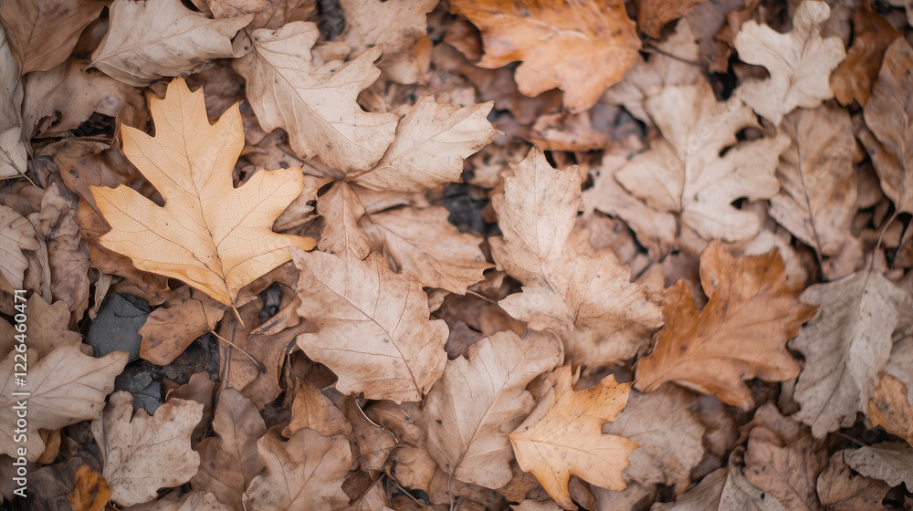 Autumnal Tapestry: A captivating close-up of fallen autumn leaves, their hues of brown, gold, and ochre creating a mesmerizing natural tapestry, capturing the essence of the season's transformation. Autumnal Tapestry: A captivating close-up of fallen autumn leaves, their hues of brown, gold, and ochre creating a mesmerizing natural tapestry, capturing the essence of the season's transformation.