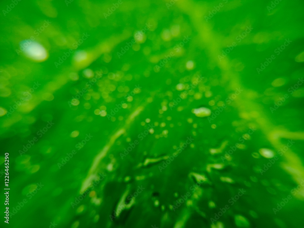 Macro perspective of rain drops on green taro leaf Macro perspective of rain drops on green taro leaf