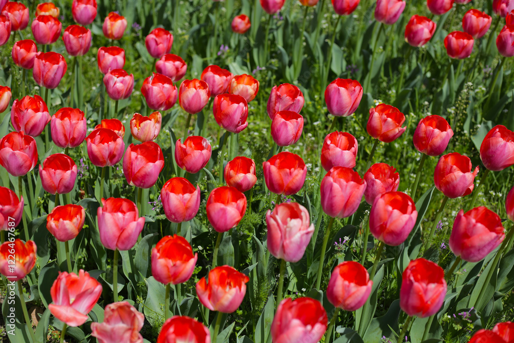 Beautiful tulip flower in the park Beautiful tulip flower in the park