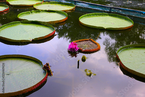 Victoria or giant waterlily is a genus of water-lilies photo