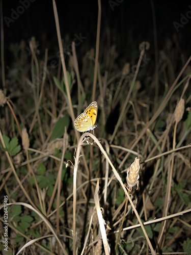 A butterfly alights on a dry blade of grass in the dark meadow at night, foliage, dryness, serene photo