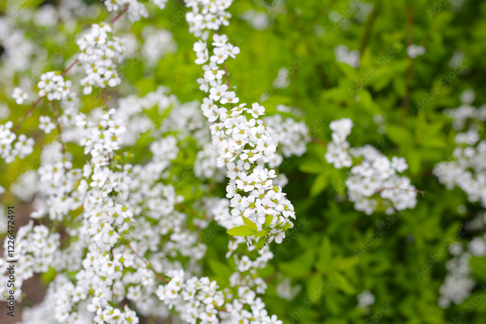 White flowers of Thunberg spirea in Japan park White flowers of Thunberg spirea in Japan park