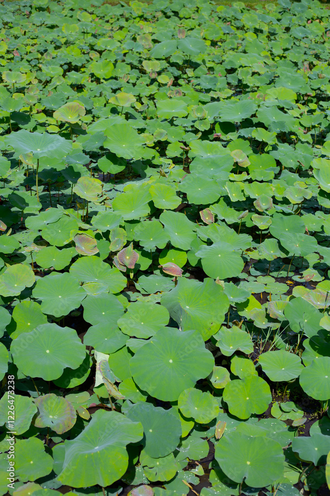Beautiful green leaves of lotus flower in pond Beautiful green leaves of lotus flower in pond