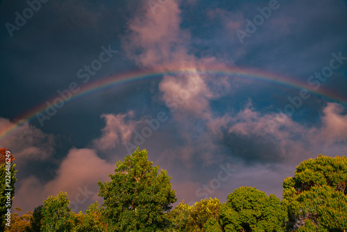 rainbow over the forest