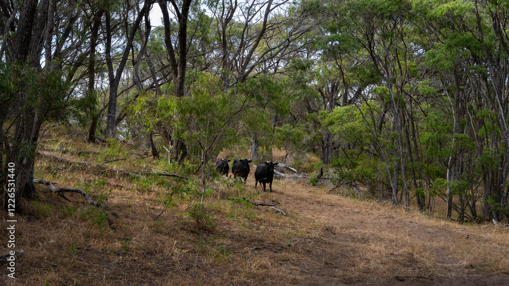Cows in the Woods Cows in the Woods