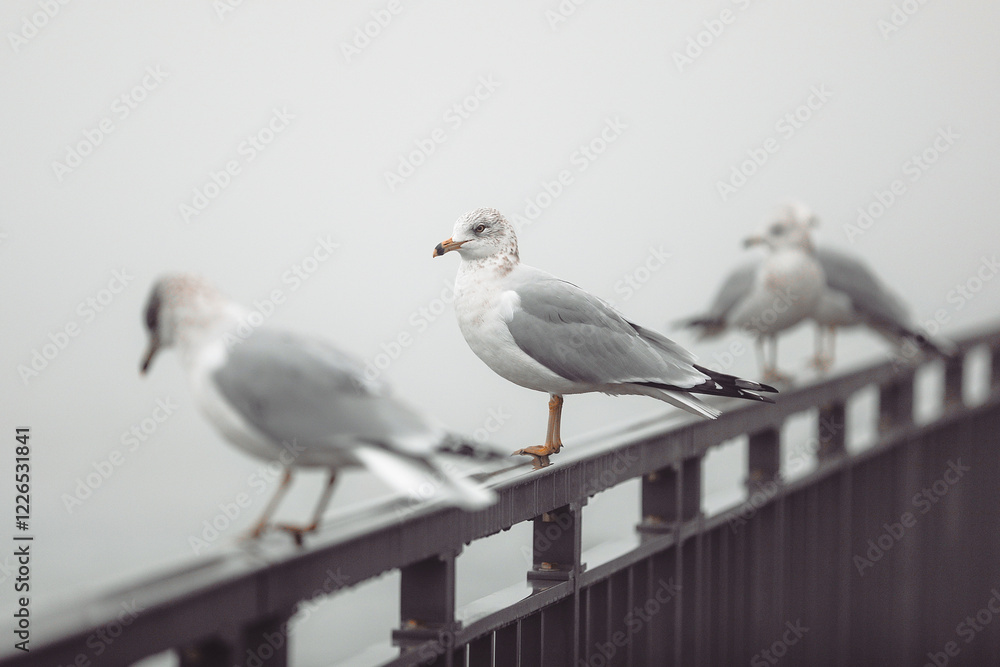 A seagull perches gracefully on a metal railing, gazing into the foggy distance. The misty background creates a serene and contemplative atmosphere. A seagull perches gracefully on a metal railing, gazing into the foggy distance. The misty background creates a serene and contemplative atmosphere.
