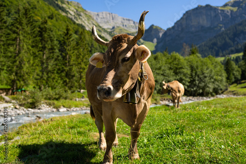 Wallpaper Mural Cow with horns. Cattle, beeves. Cow at meadow. Beef cattle in green field. Cow in grassy pasture. Cow in the countryside. Cows graze on summer meadow. Rural landscapes with cows. Cows in a pasture. Torontodigital.ca