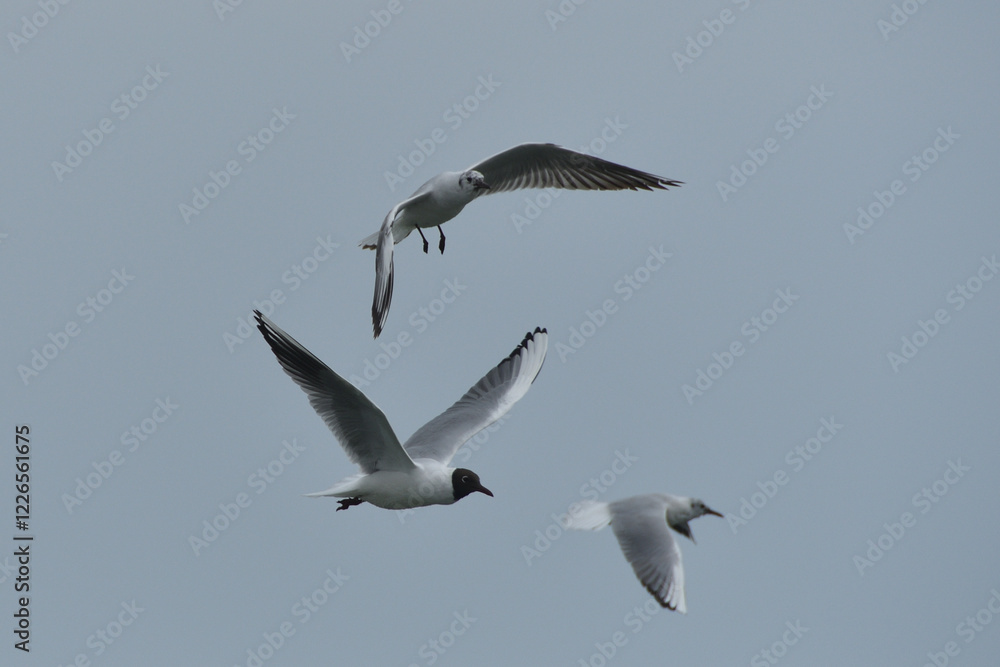 Obraz premium 海上を飛ぶユリカモメ