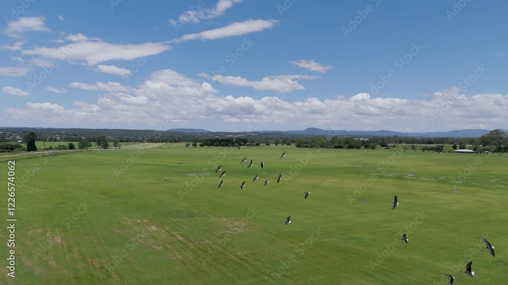 Ibis Flock Flying Over Green Field Ibis Flock Flying Over Green Field