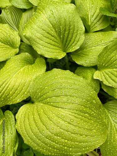 Large fresh green leaves under rain with raindrops. Hosta garden for wallpaper, poster, calendar, screensaver
