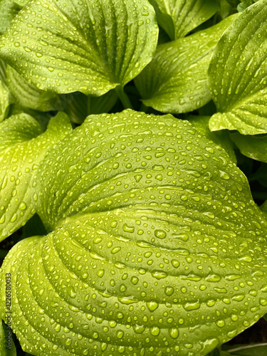 Large fresh green leaves under rain with raindrops. Hosta garden for wallpaper, poster, calendar, screensaver. Macro photography
