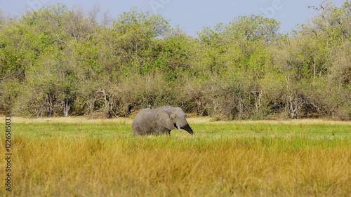 In the heart of the Okavango Delta, a majestic African Elephant (Loxodonta africana) stands tall in shallow waters, fringed by vibrant grasses and a dense forest. This wide-angle shot conveys the elep photo